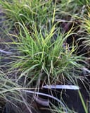 Sideoats Grama thumbnail 6
