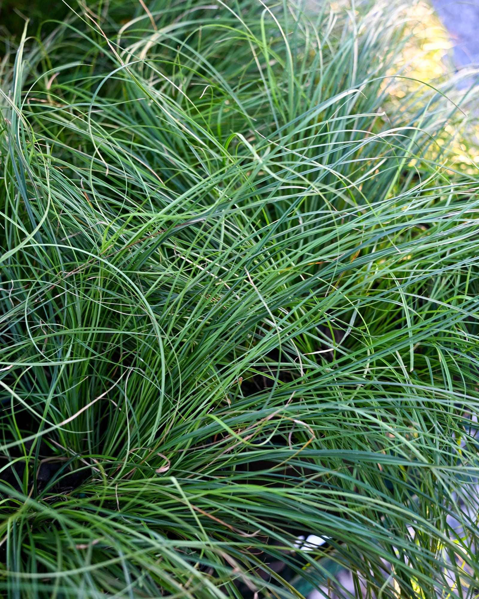 Texas Carex Sedge