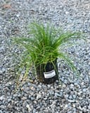 Texas Carex Sedge thumbnail 3