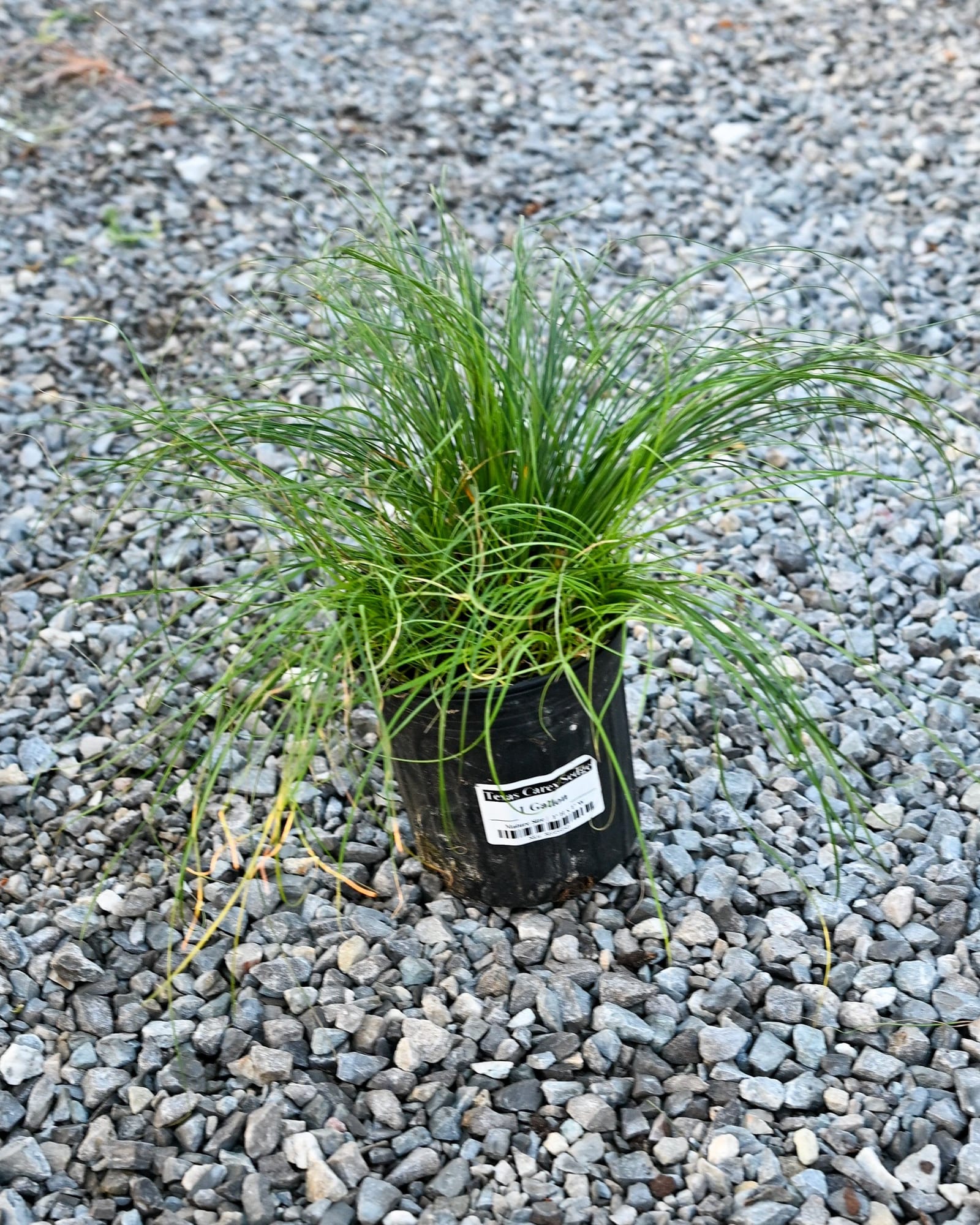 Texas Carex Sedge - view 2