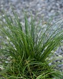 Texas Carex Sedge thumbnail 4