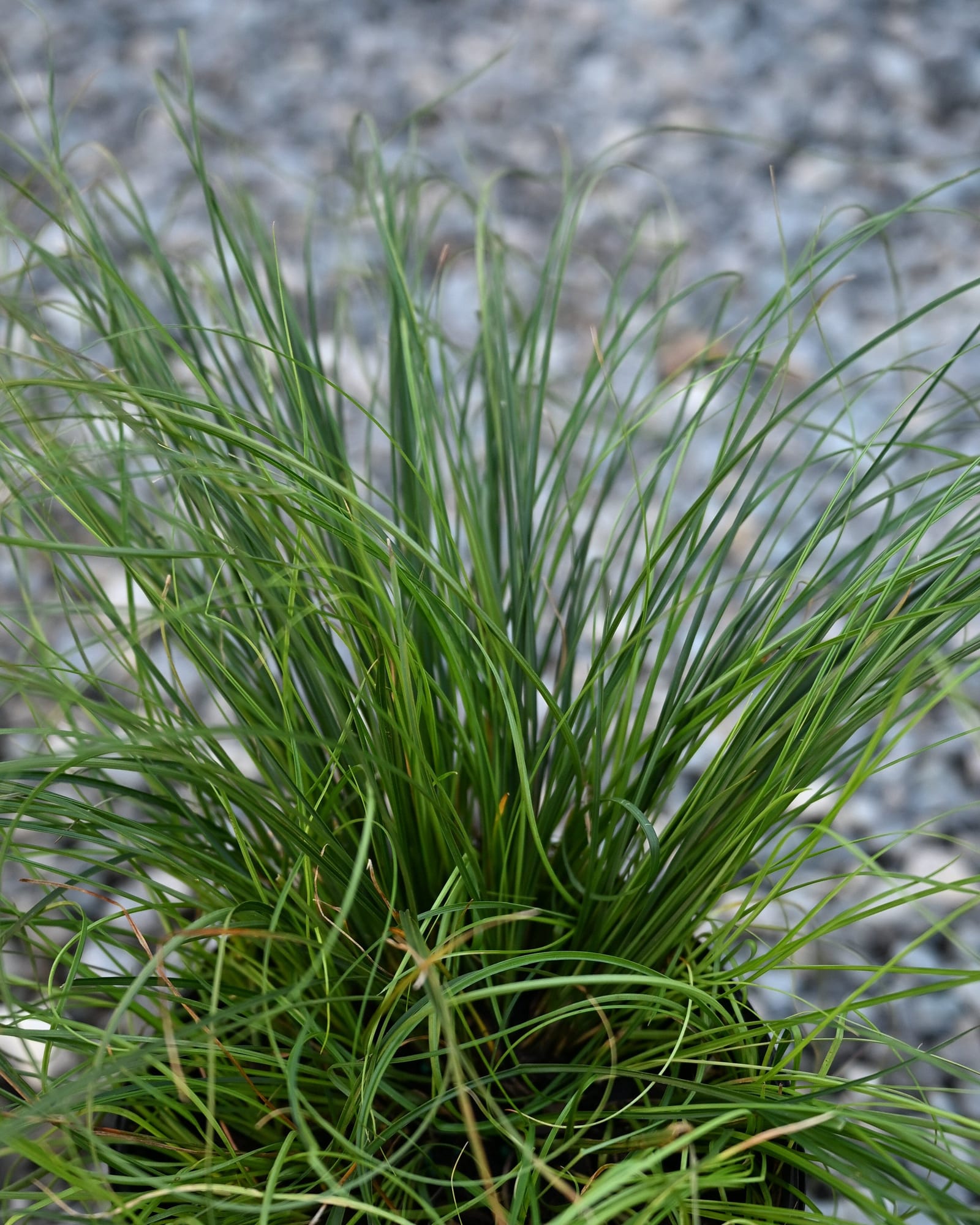 Texas Carex Sedge - view 3