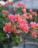 Sundown Orange Bougainvillea thumbnail 6