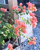 Sundown Orange Bougainvillea thumbnail 8