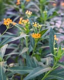 Silky Gold Tropical Milkweed thumbnail 1