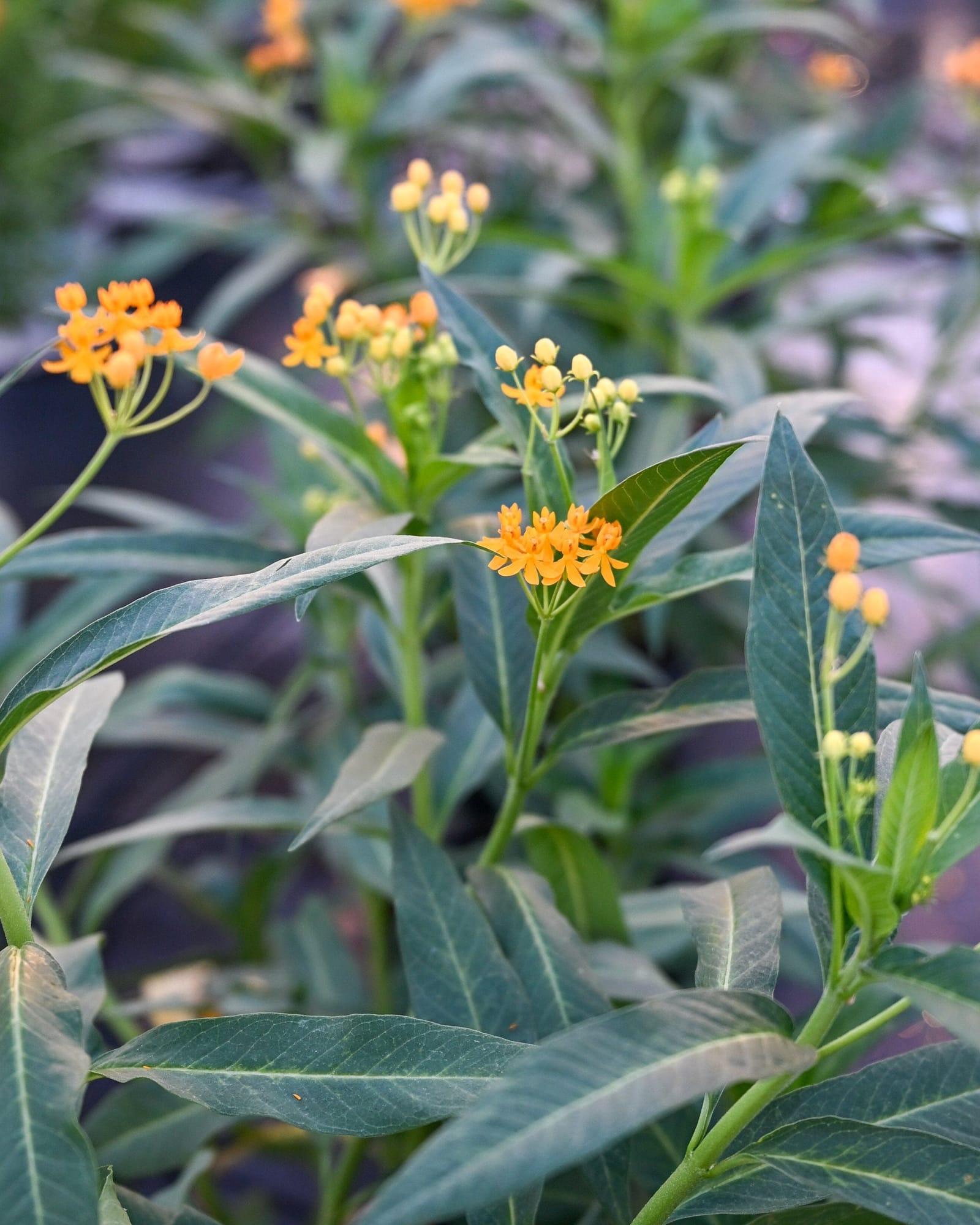 Silky Gold Tropical Milkweed - Main Image