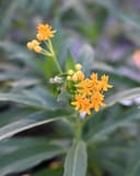 Silky Gold Tropical Milkweed thumbnail 6