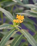 Silky Gold Tropical Milkweed thumbnail 4