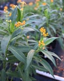 Silky Gold Tropical Milkweed thumbnail 5