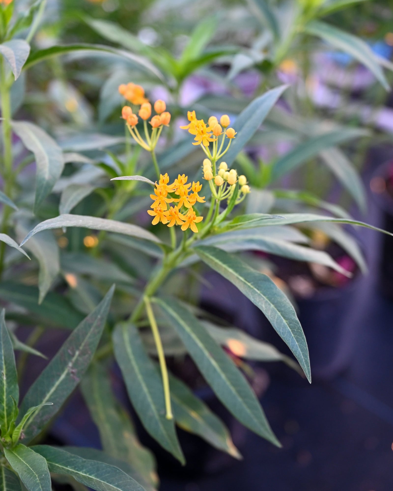 Silky Gold Tropical Milkweed - Image 2