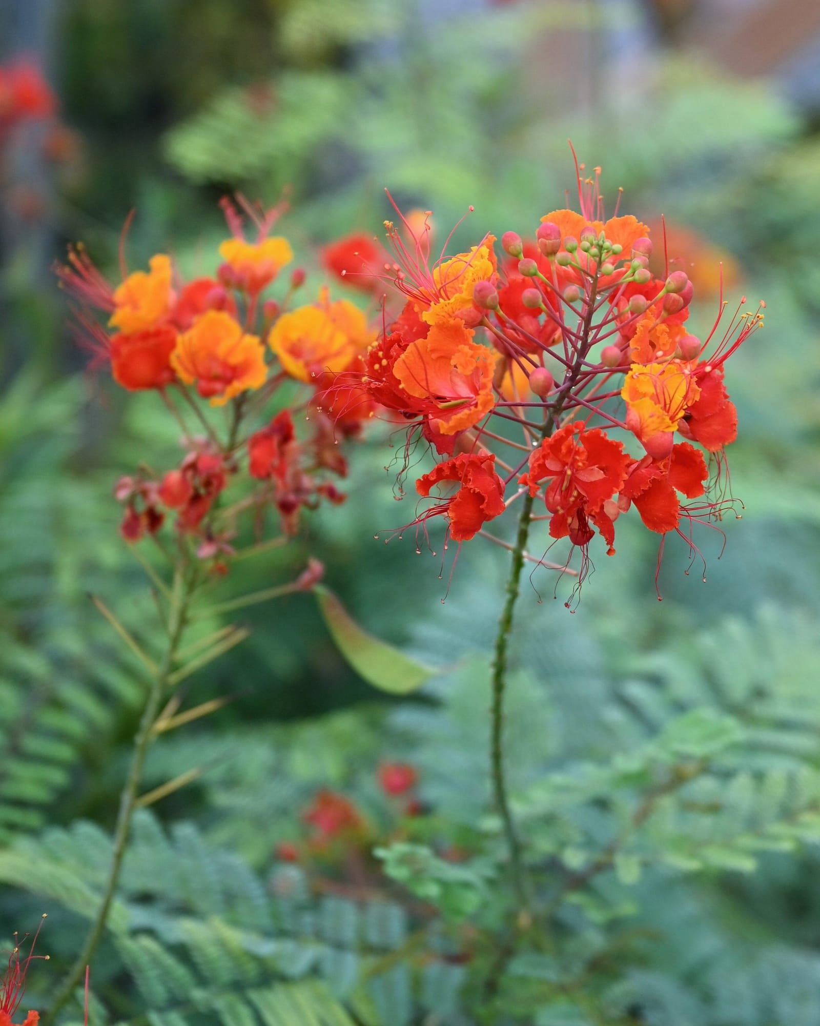Pride of Barbados - view 5