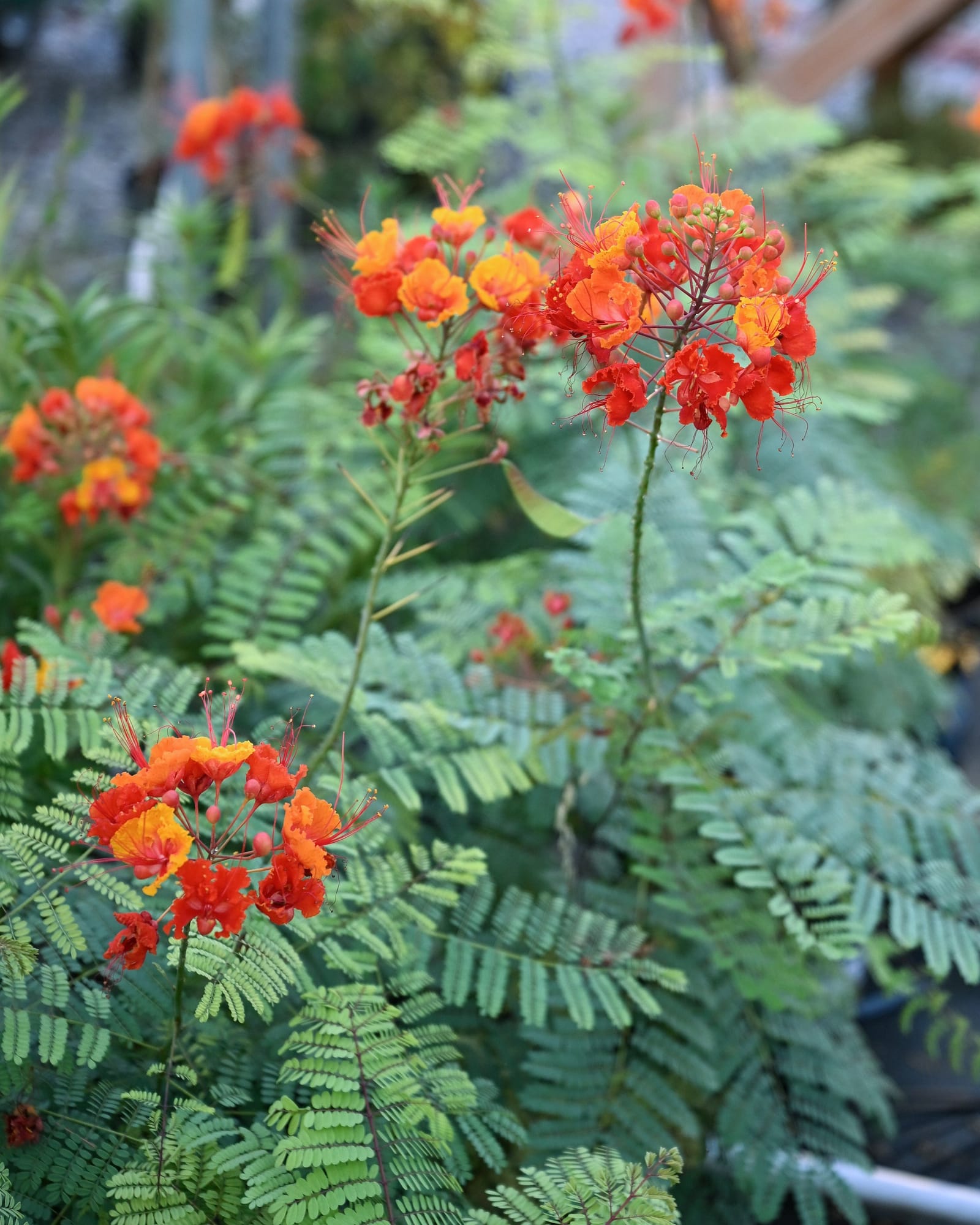 Pride of Barbados