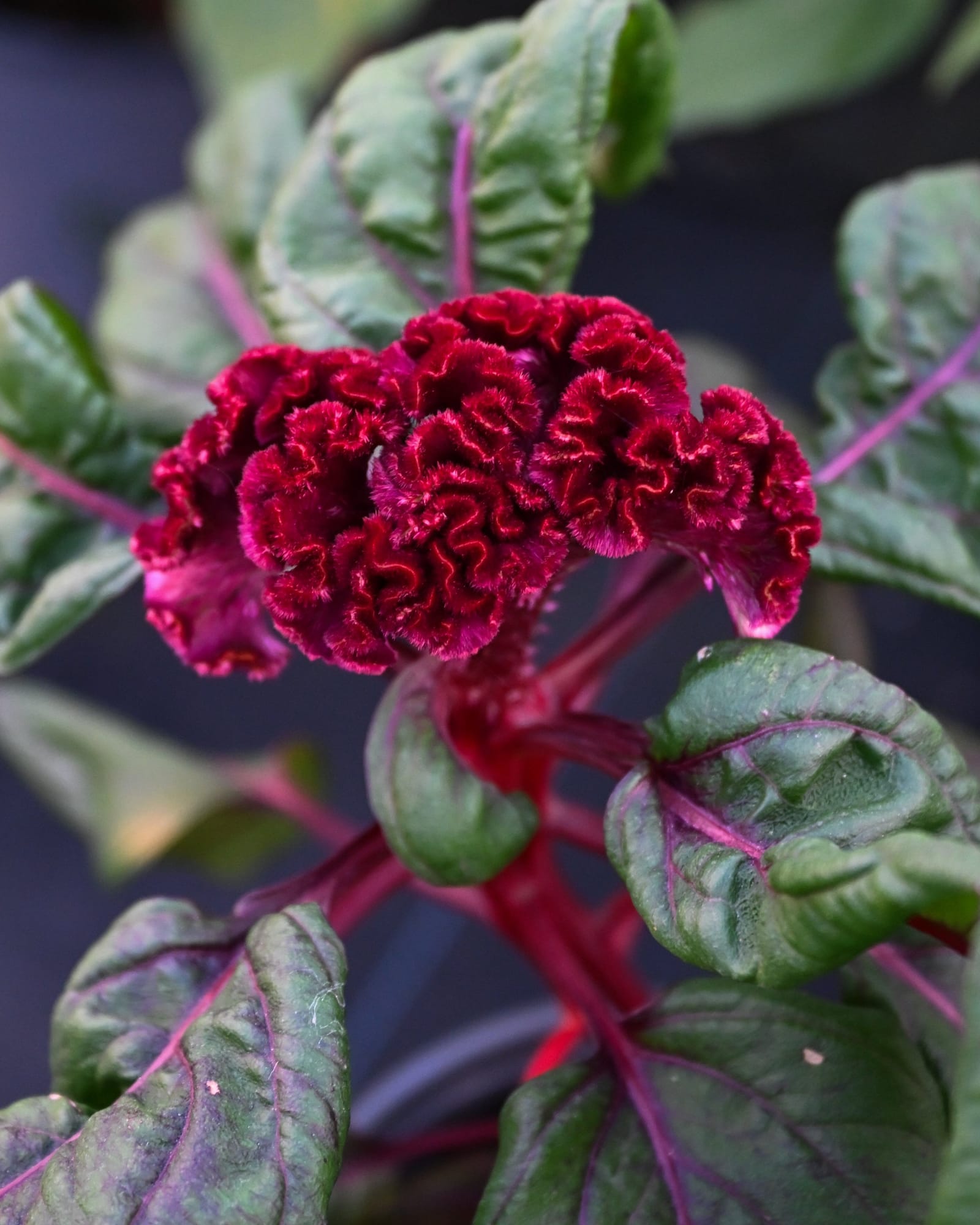 Dracula Celosia