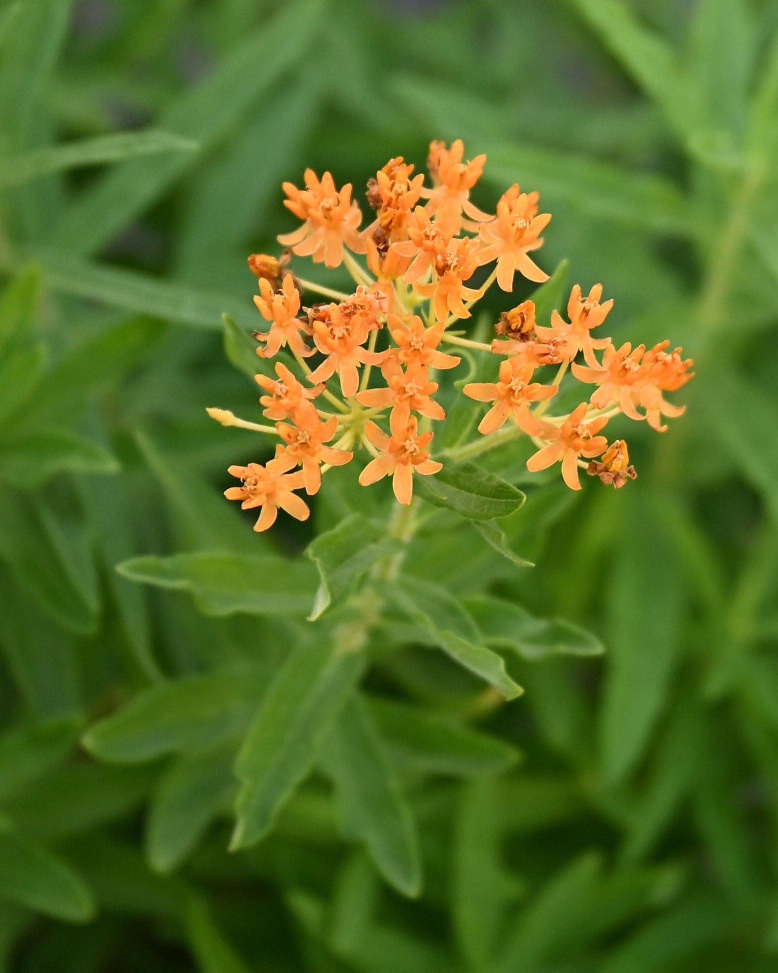 Butterfly Milkweed