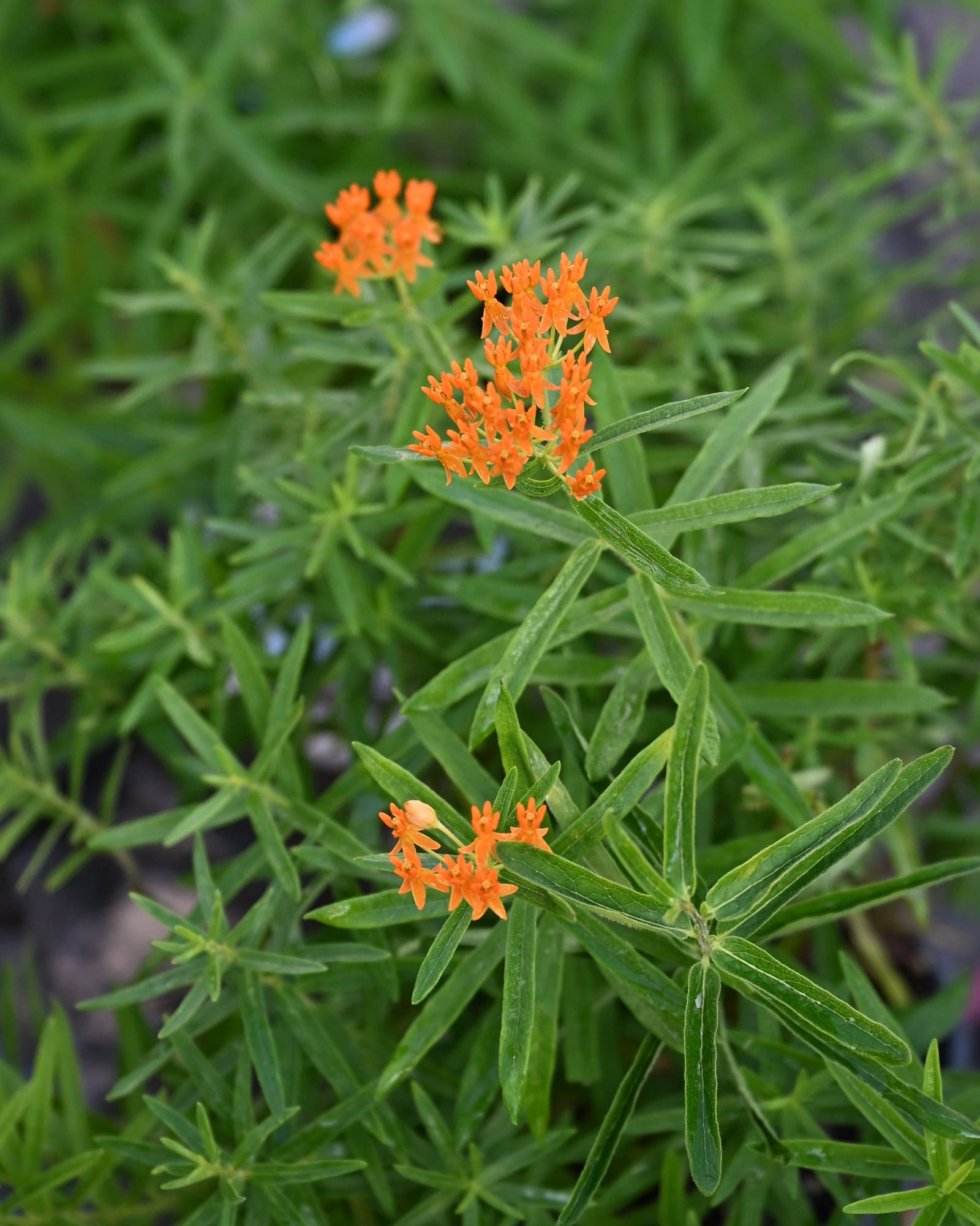 Butterfly Milkweed - view 3