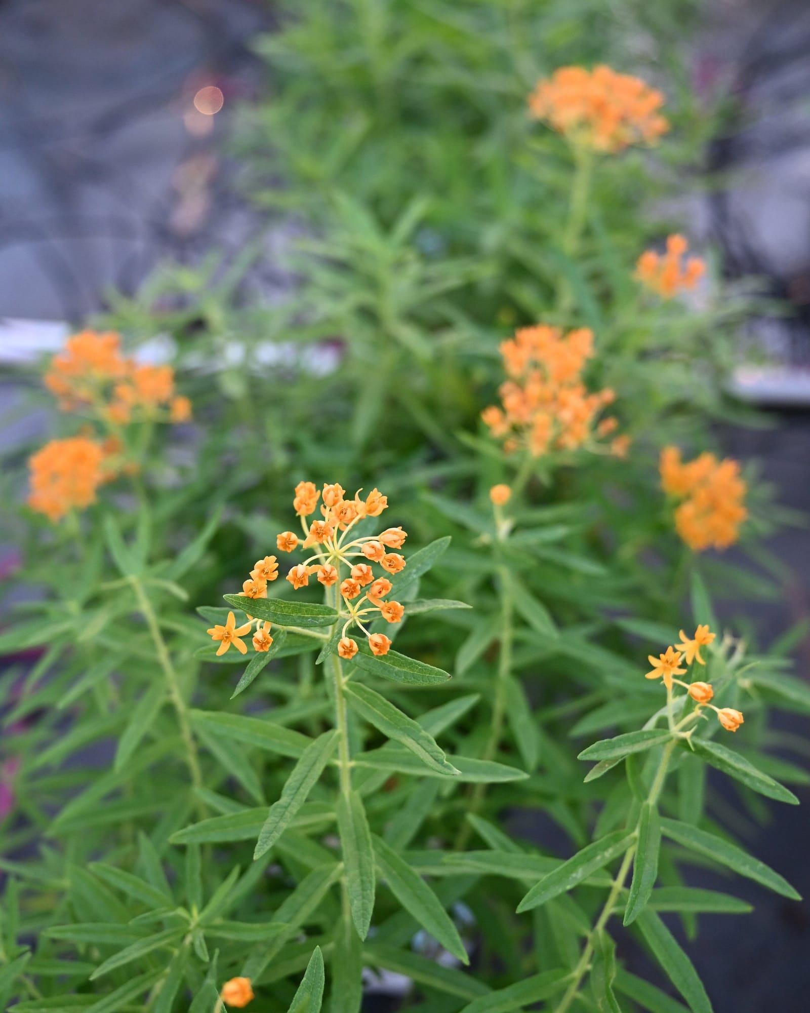 Butterfly Milkweed - view 4