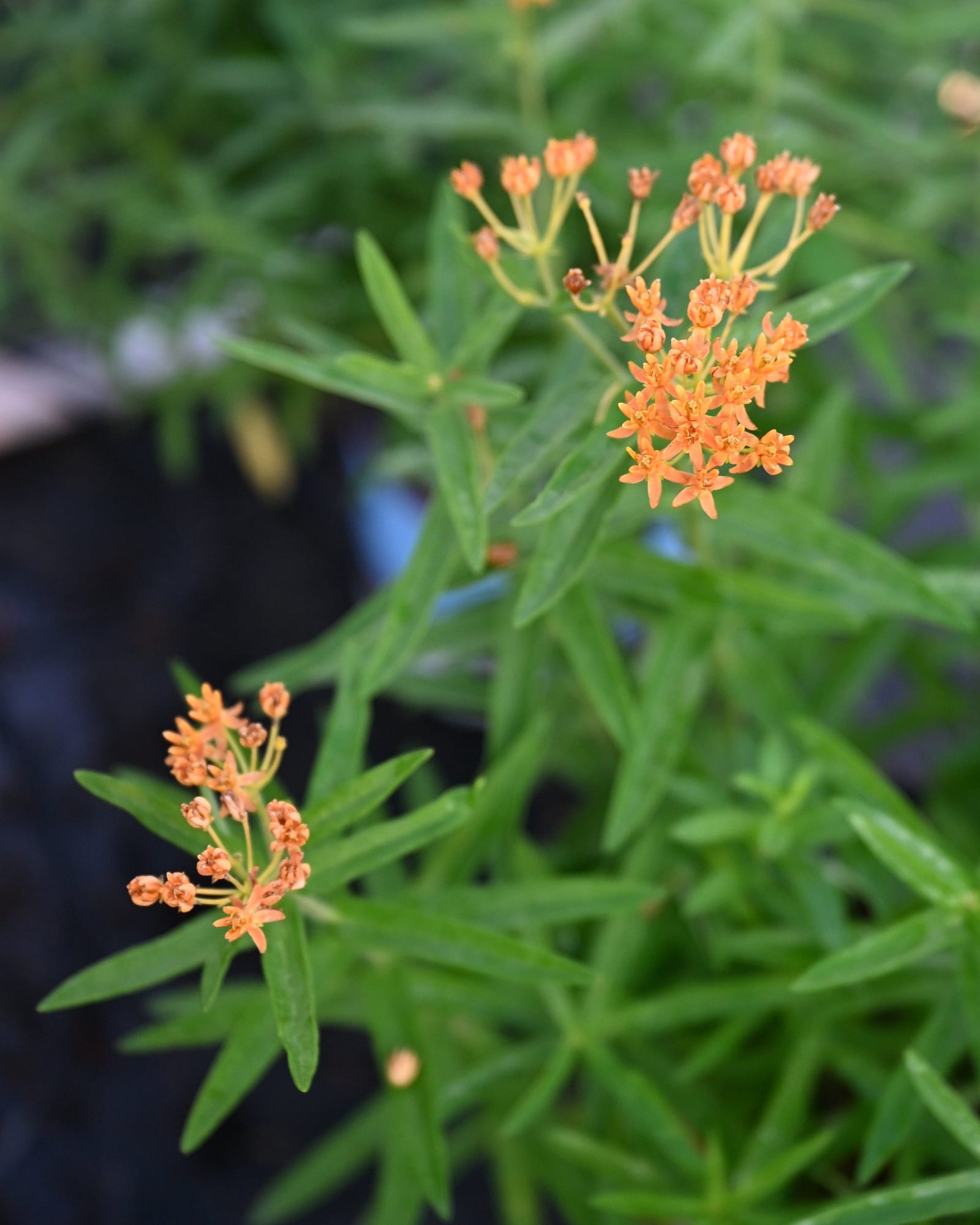 Butterfly Milkweed - view 5