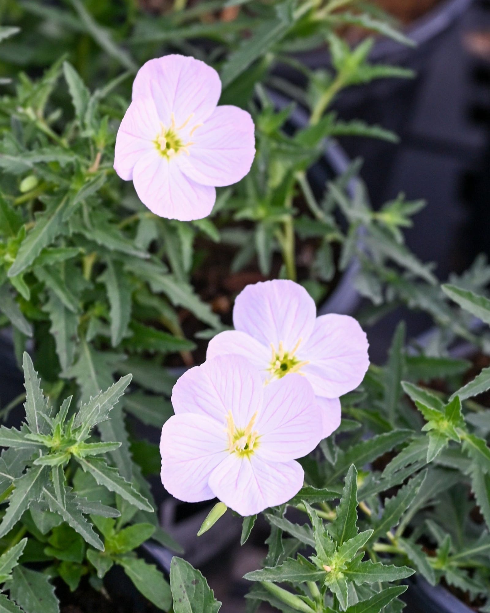 Siskiyou Evening Primrose