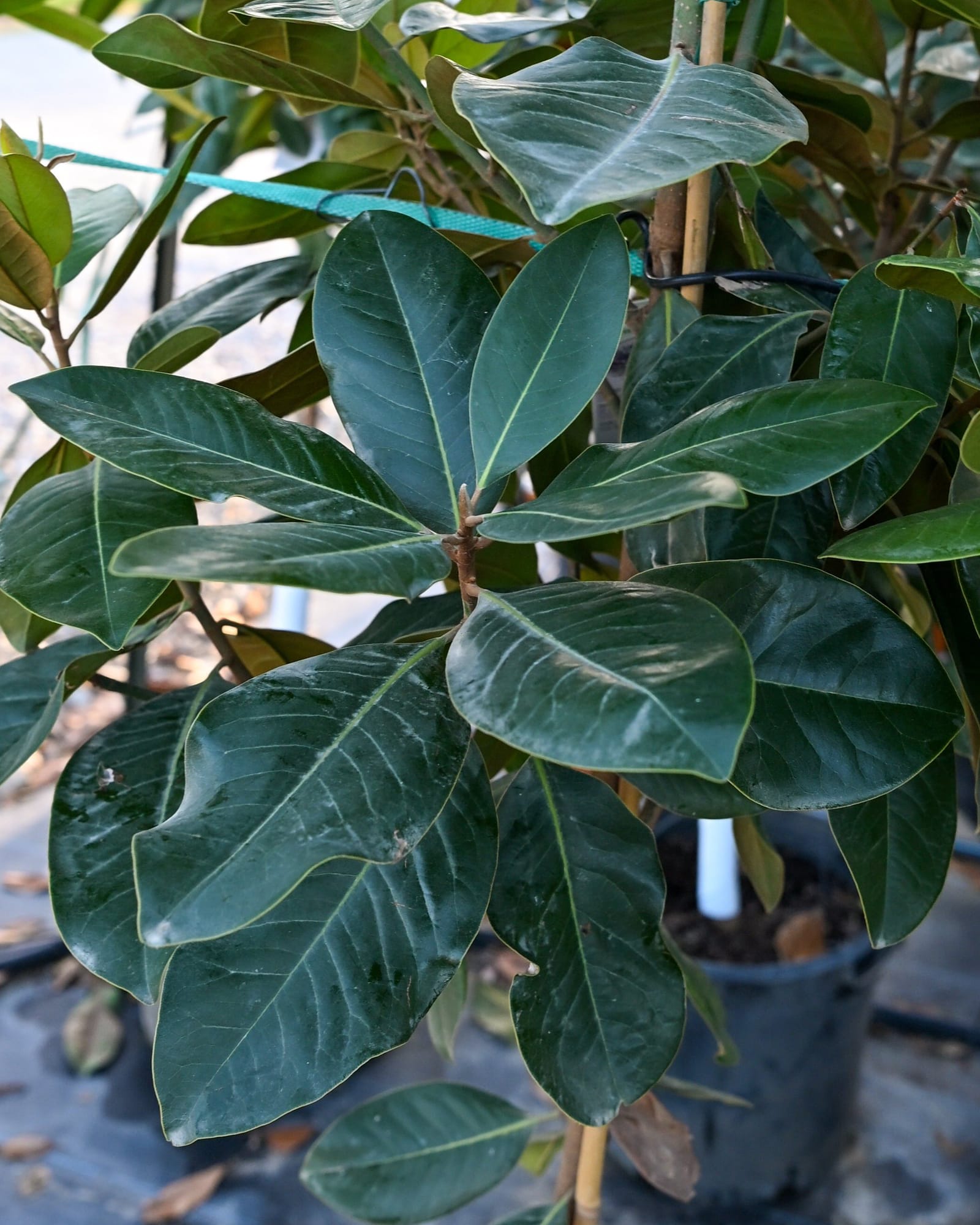 Southern Magnolia - view 2
