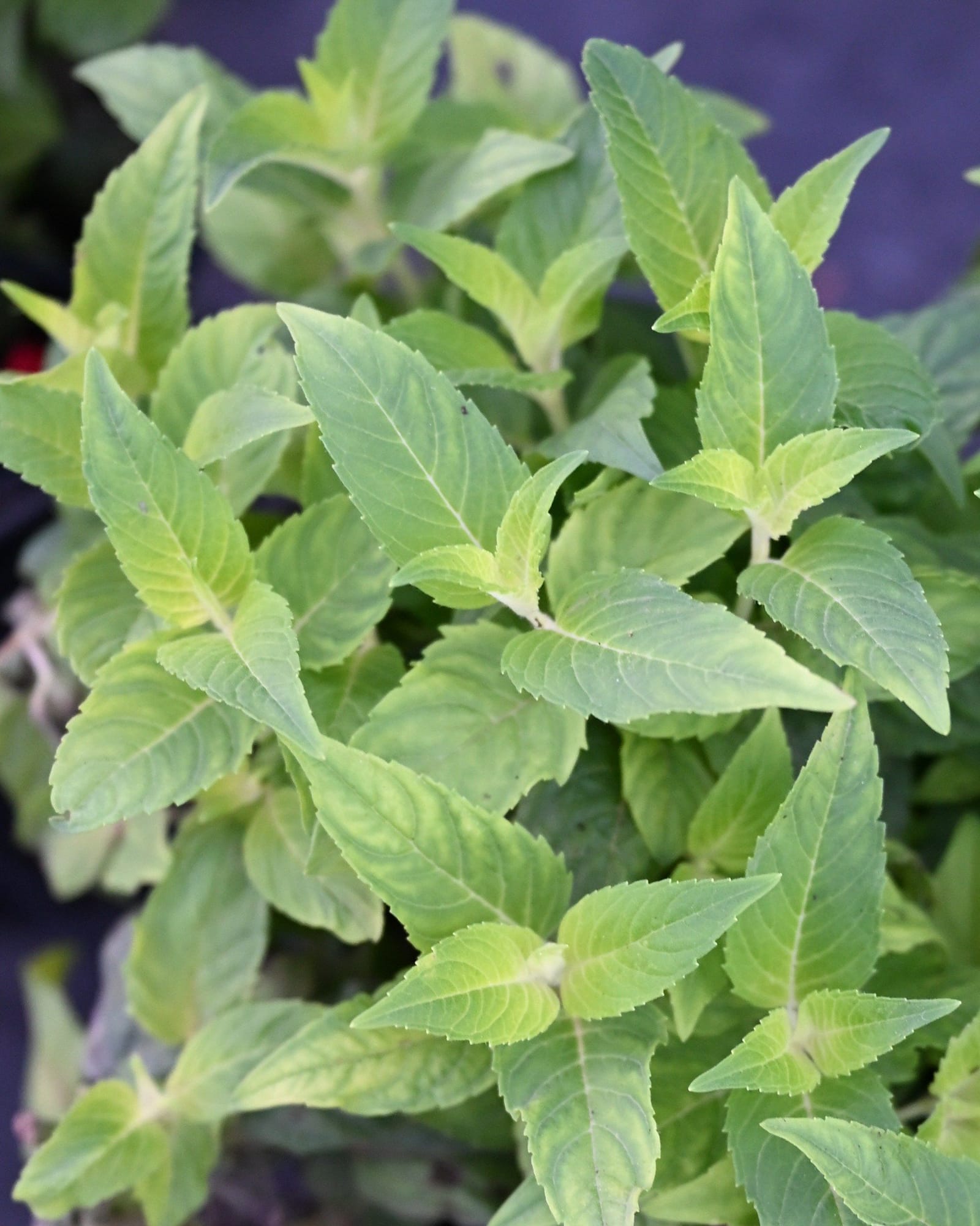 Petite Delight Monarda
