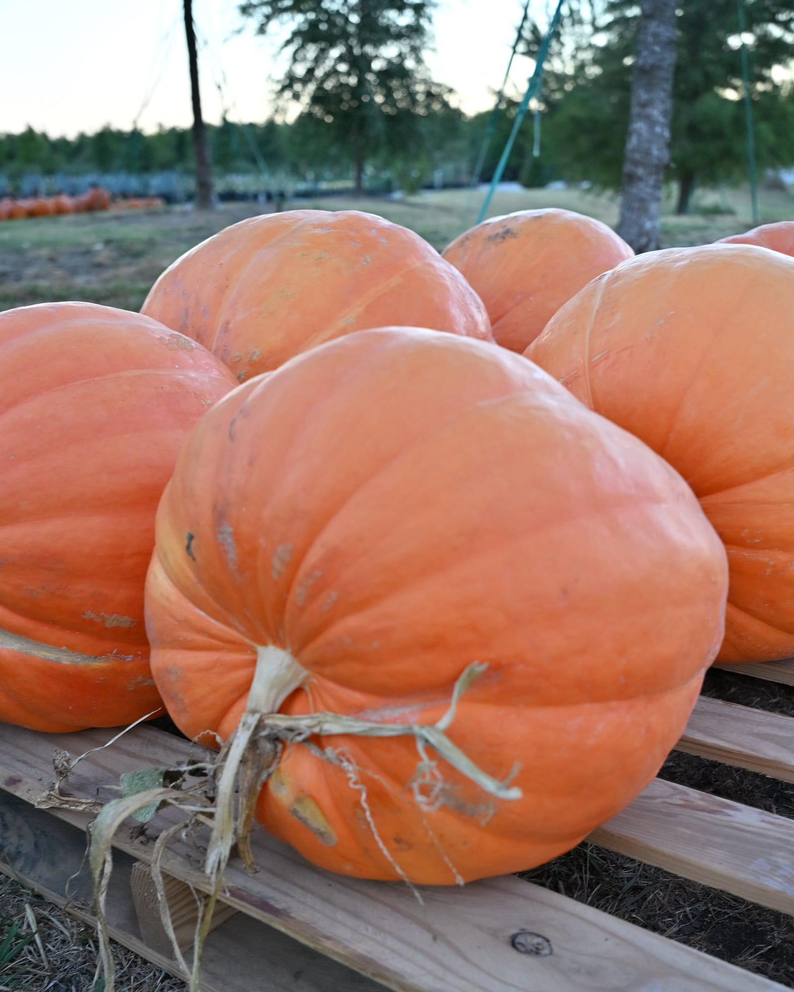 Big Mac Pumpkin