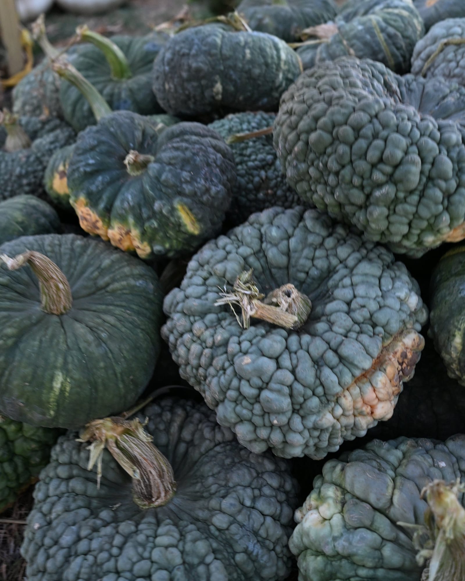 Choga Pumpkin