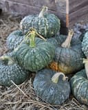 Choga Pumpkin thumbnail 2
