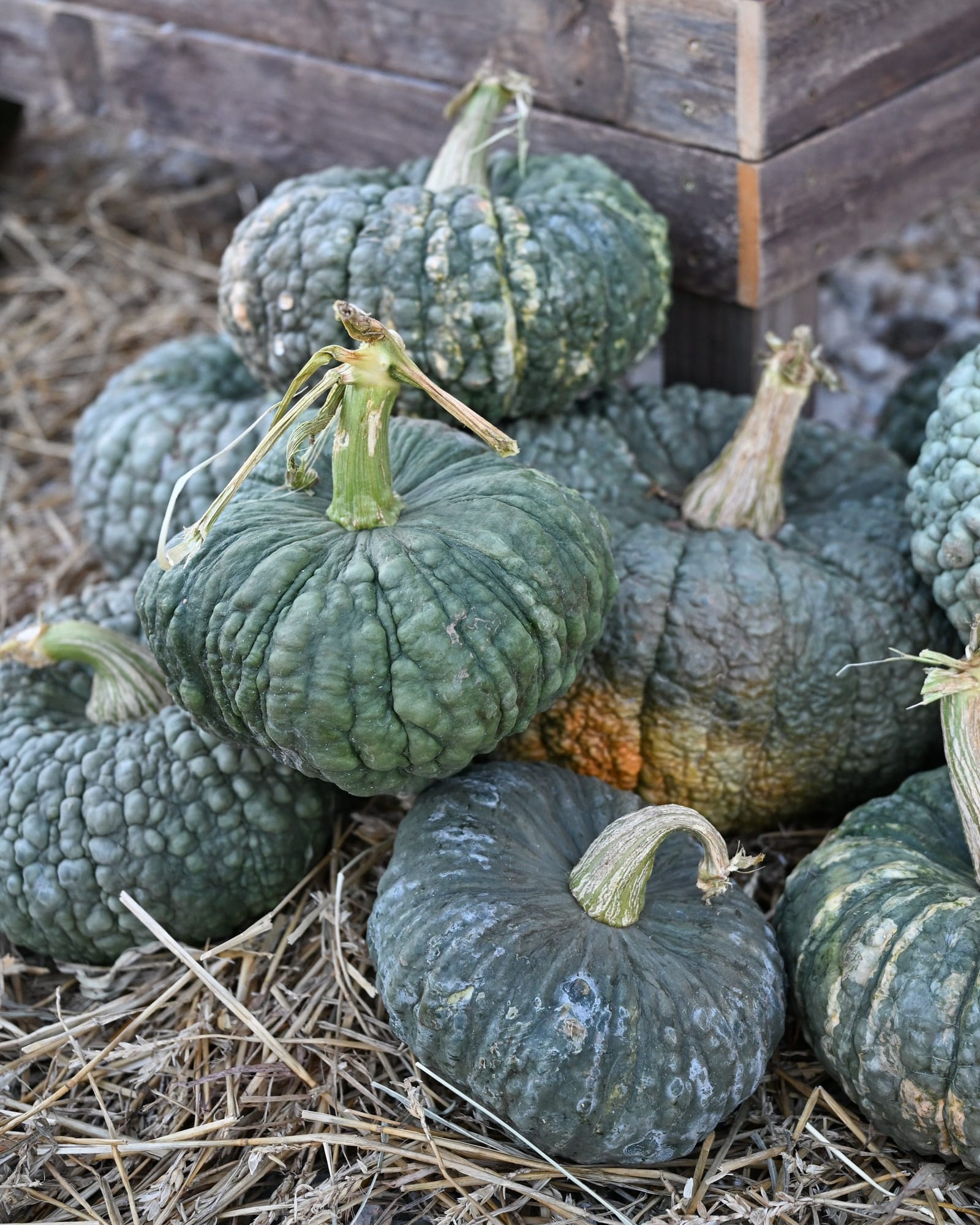 Choga Pumpkin - view 2
