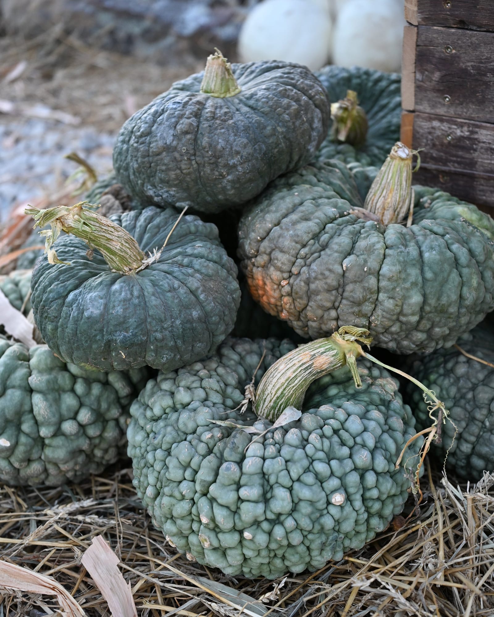 Choga Pumpkin - view 3