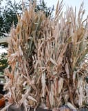 Corn Stalk Bundles thumbnail 1