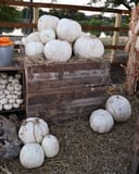 Crystal White Pumpkin thumbnail 2