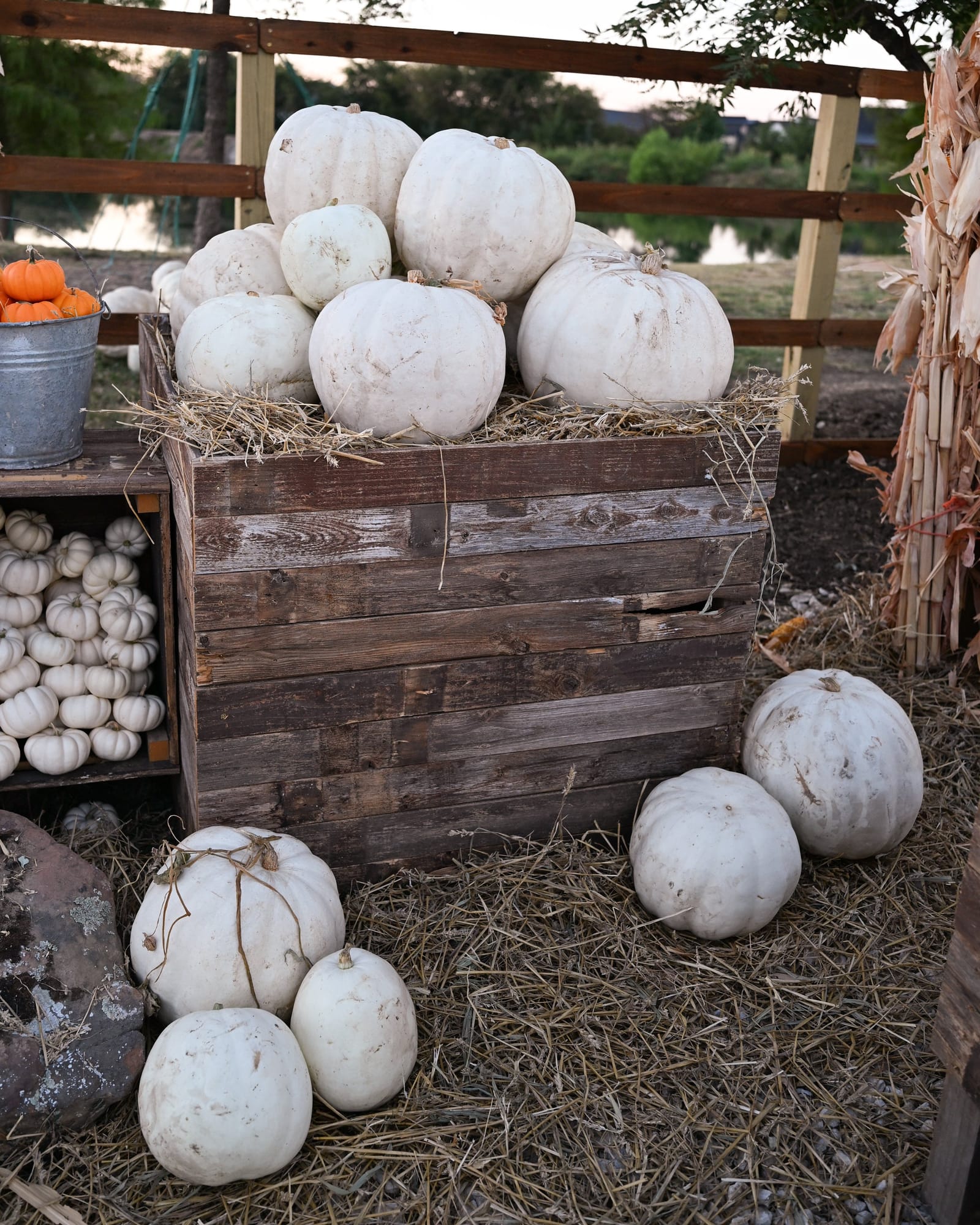 Crystal White Pumpkin - view 3