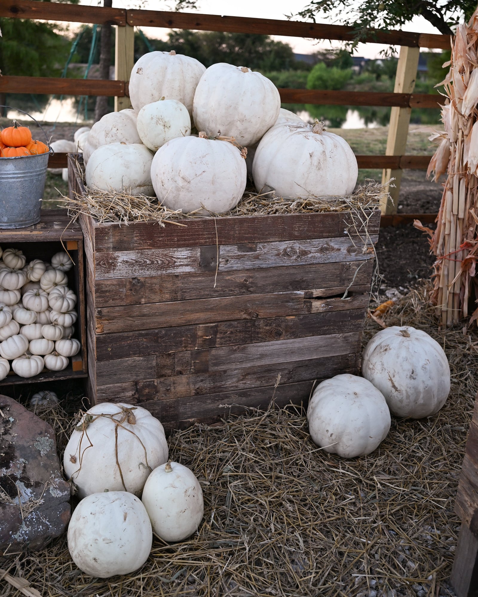 Crystal White Pumpkin - Image 2