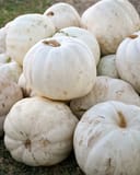 Crystal White Pumpkin thumbnail 1