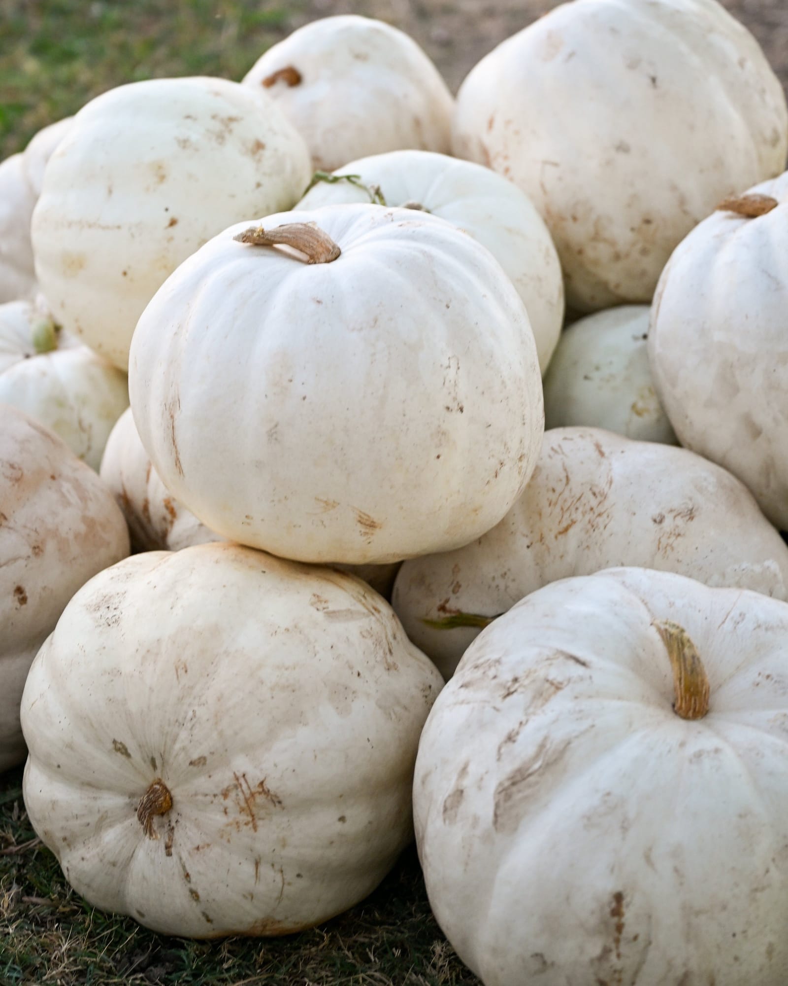 Crystal White Pumpkin