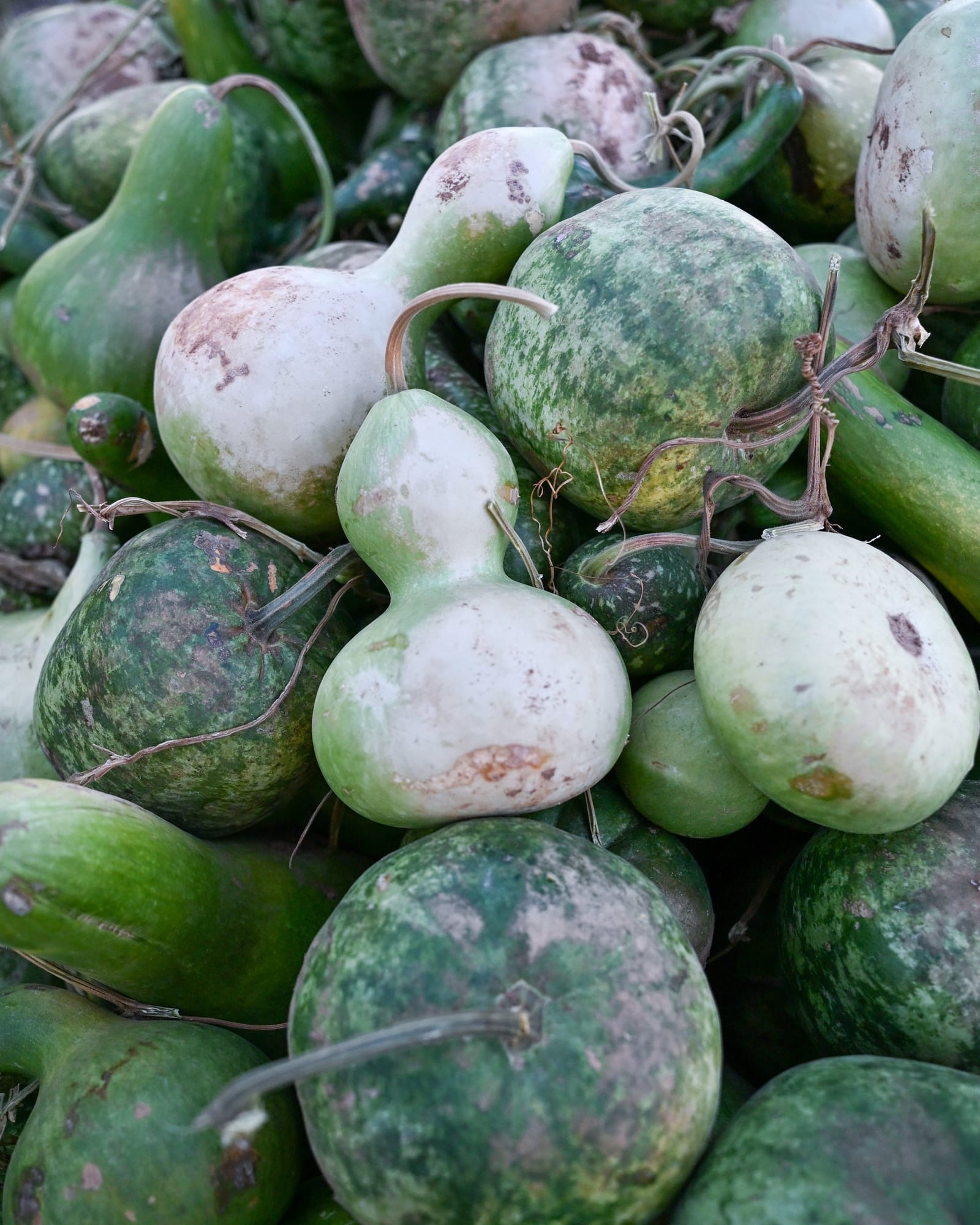 Gourds