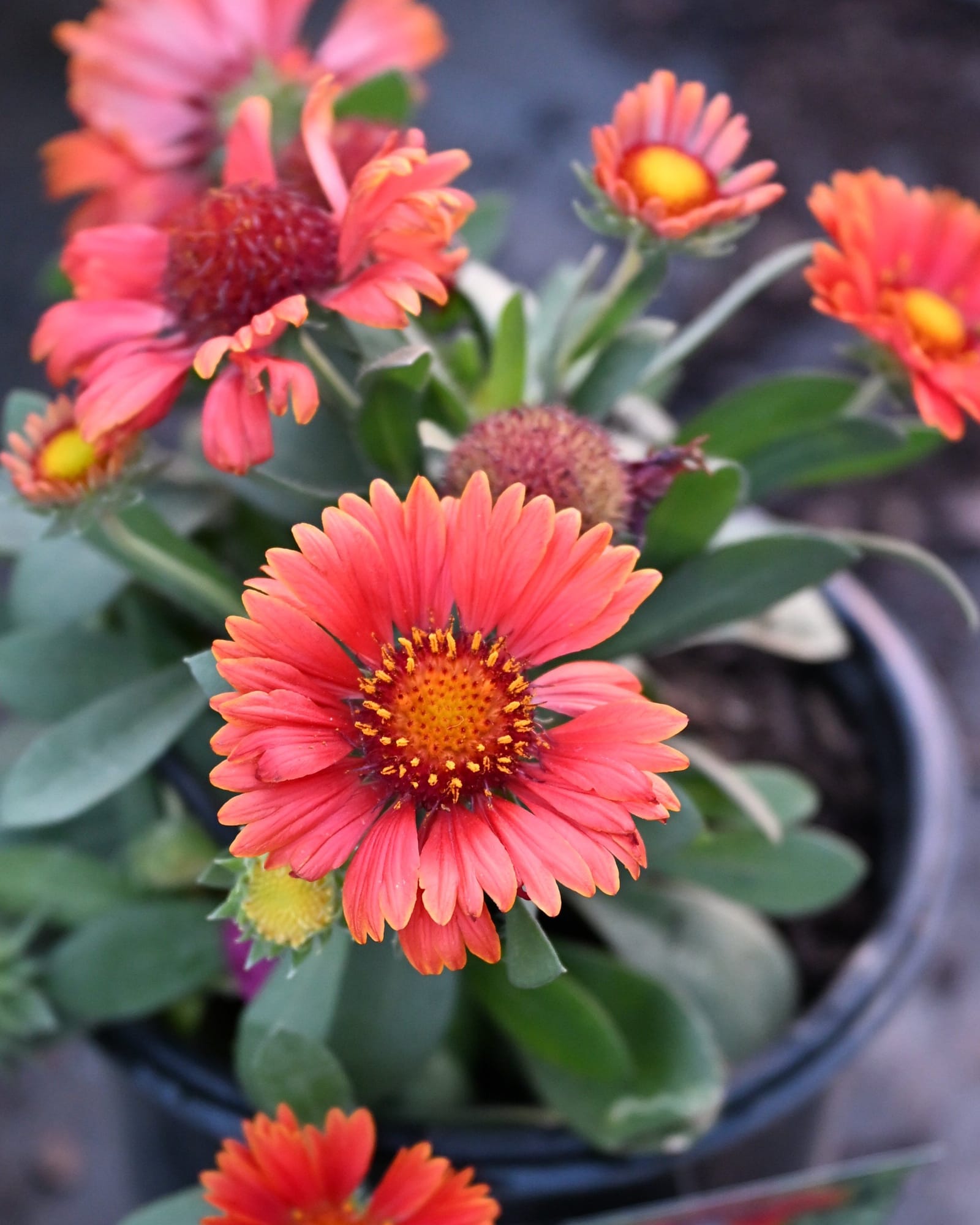Spintop Yellow Touch Blanket Flower