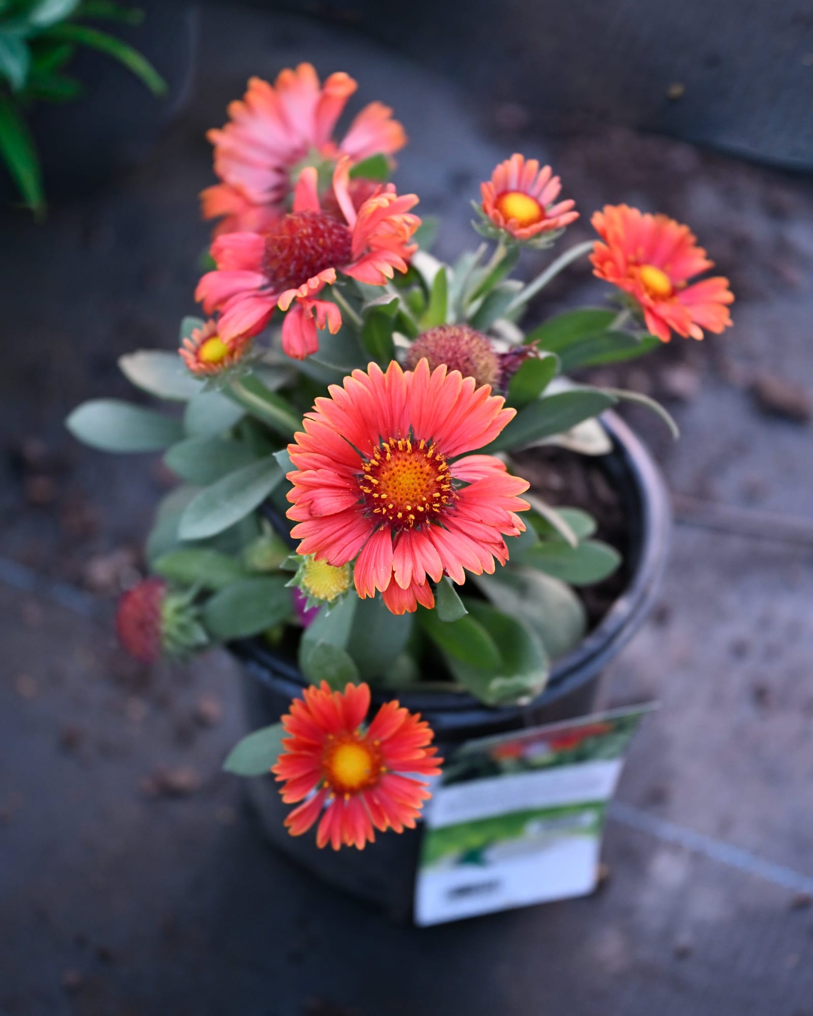 Spintop Yellow Touch Blanket Flower - view 2