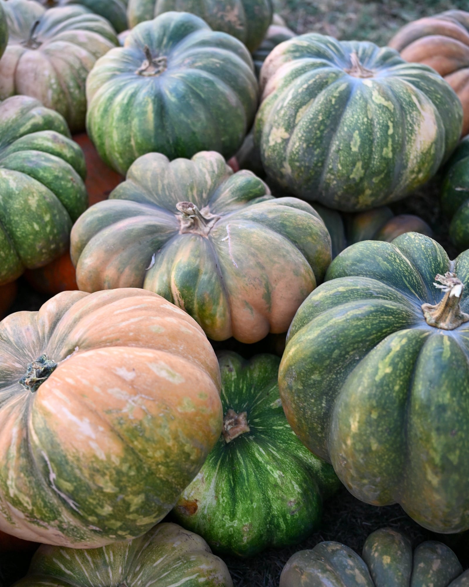 Large Fairytale Pumpkin - Image 2