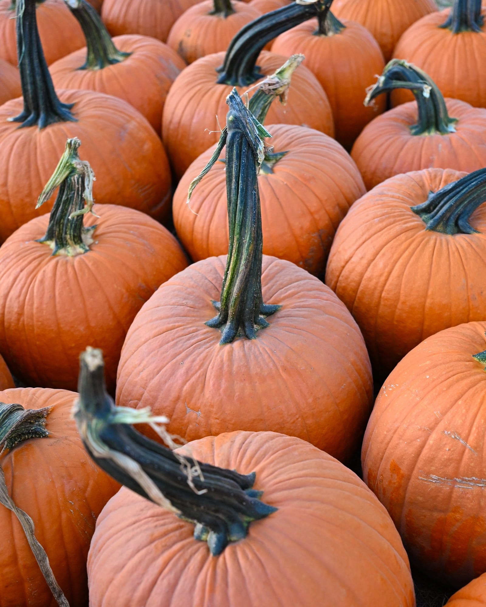 Large Jack Pumpkin
