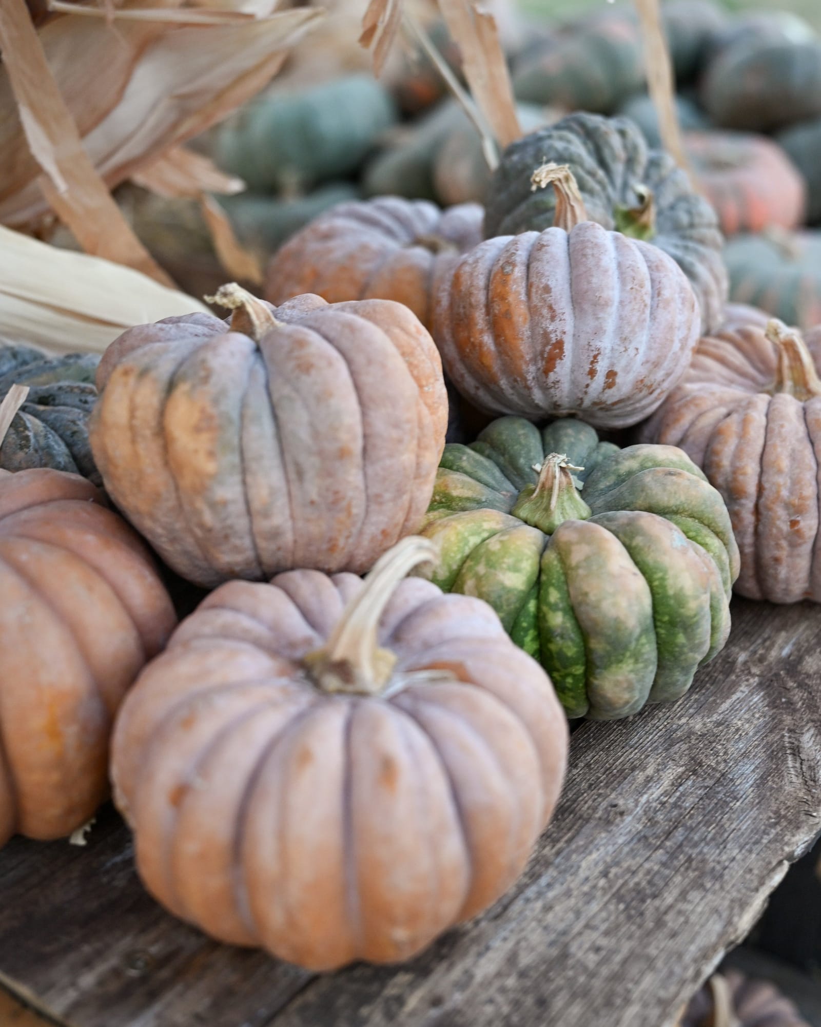 Mini Fairytale Pumpkin