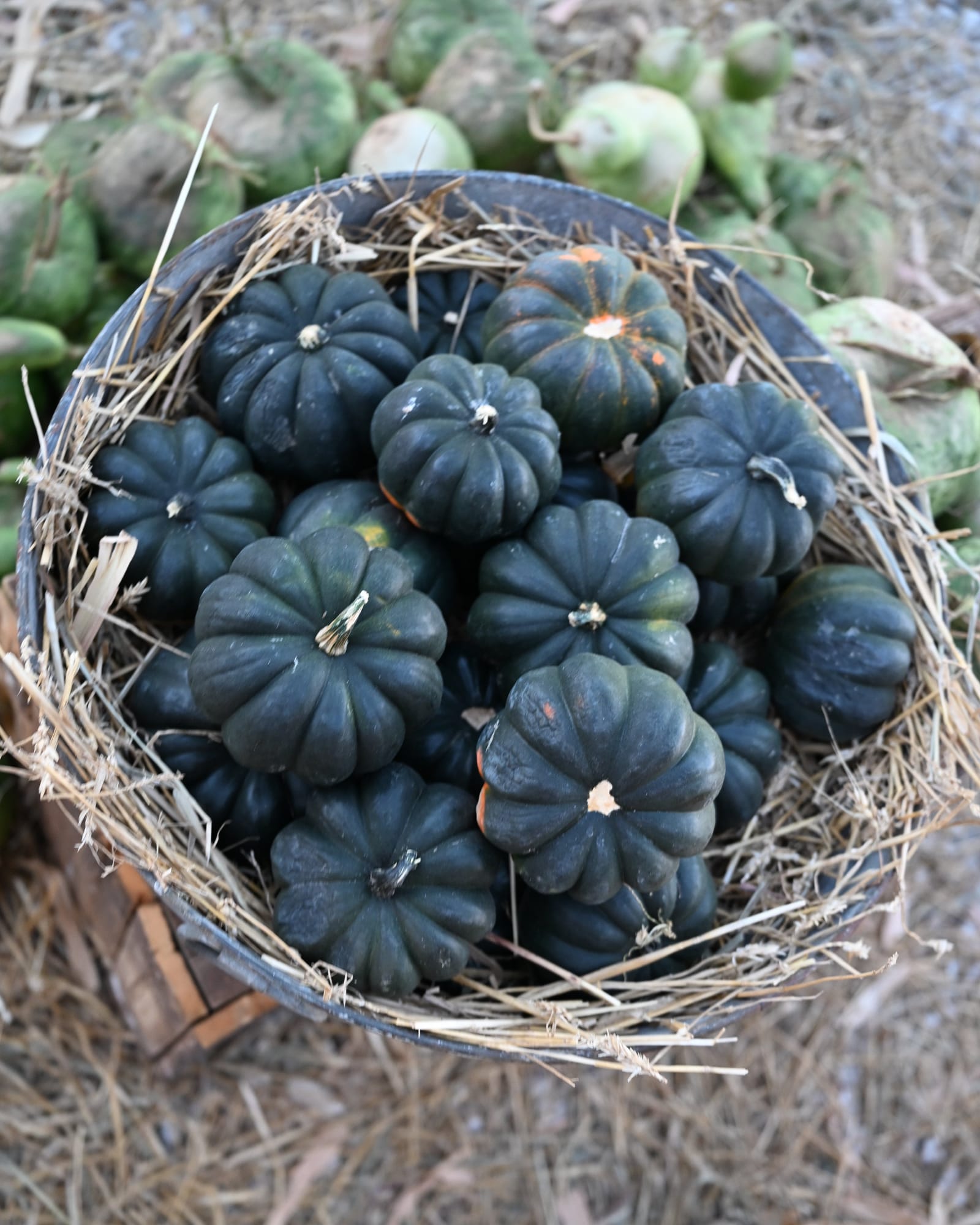 Mini Midnight Pumpkin - view 4