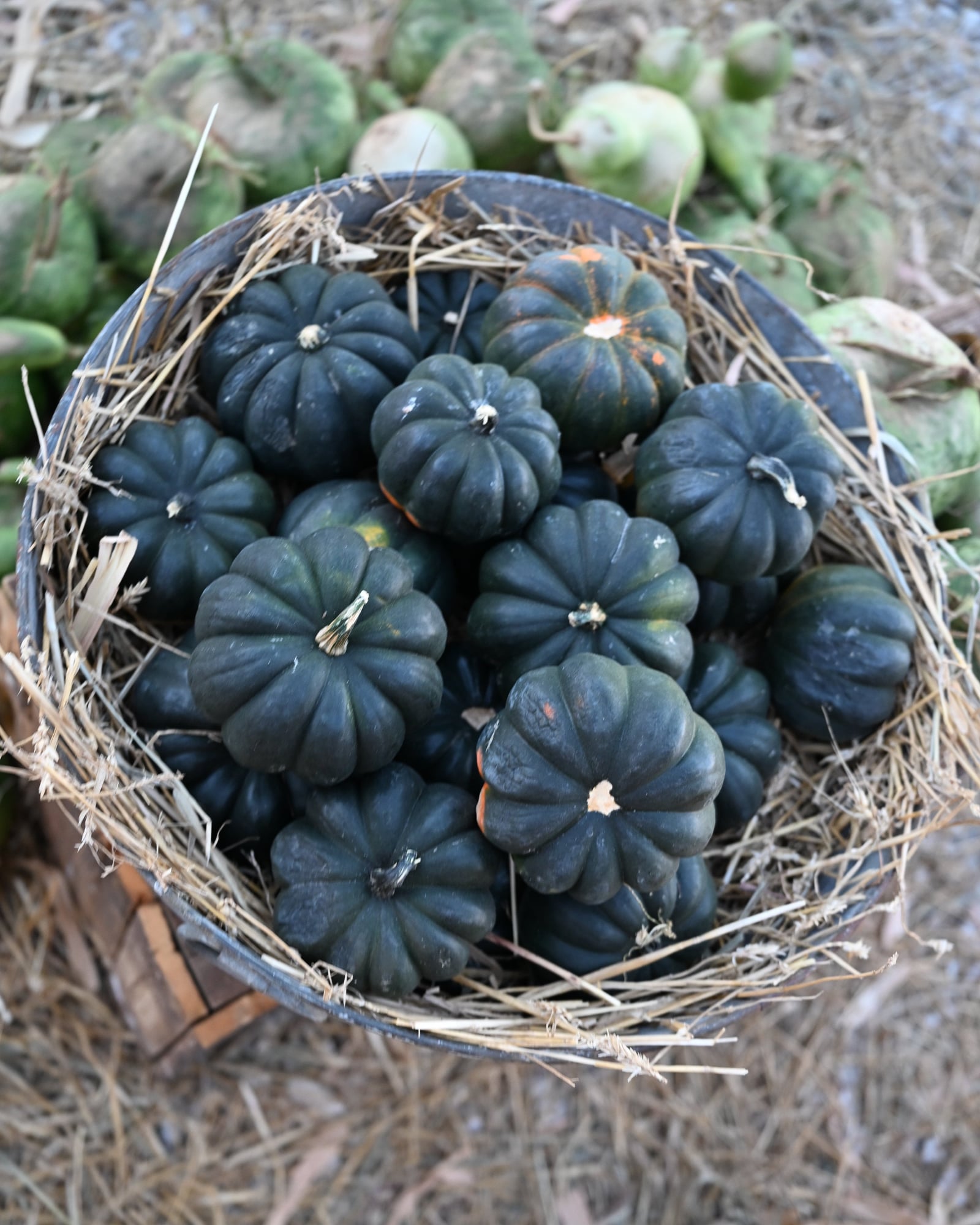 Mini Midnight Pumpkin - Image 2