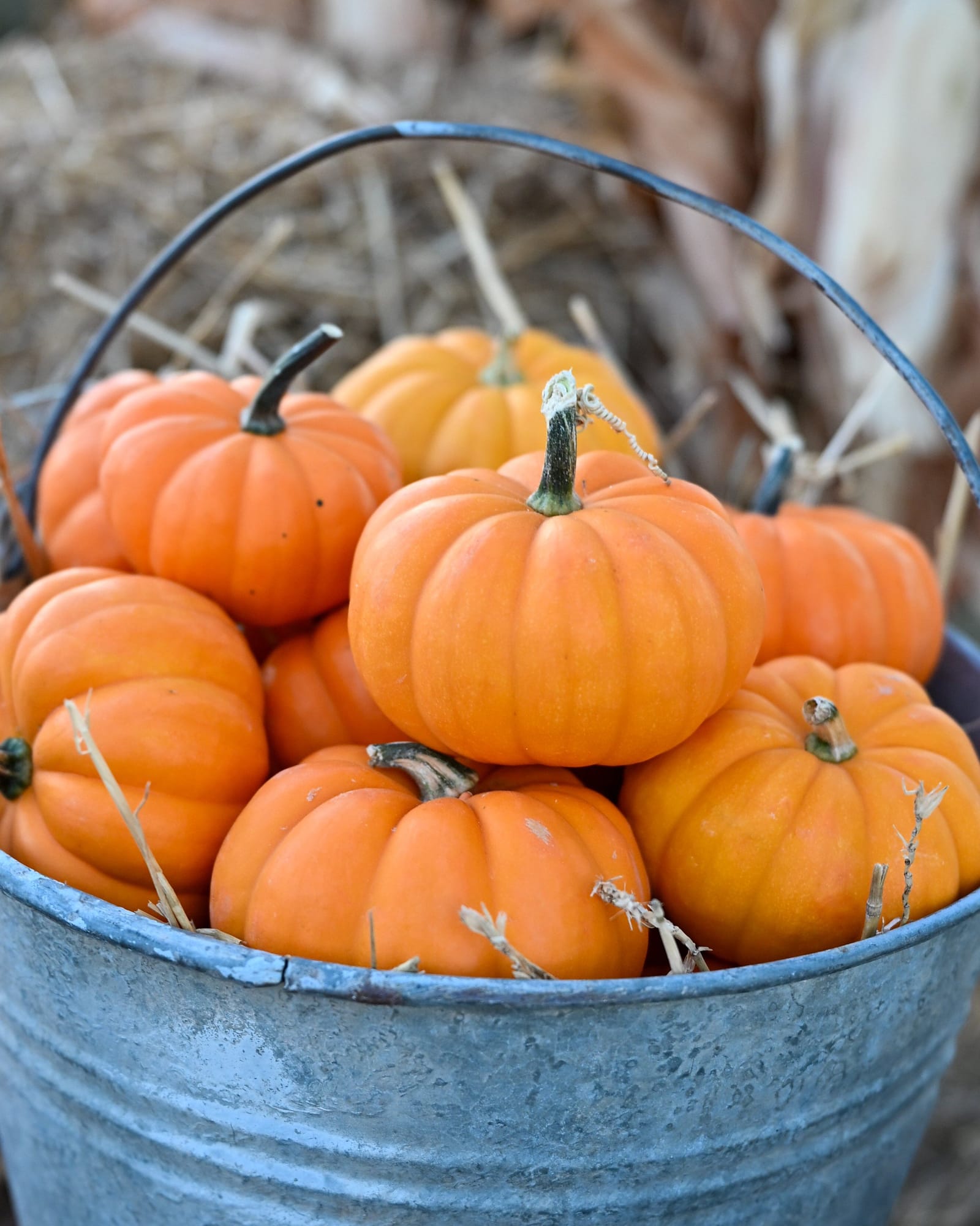 Mini Orange Pumpkin