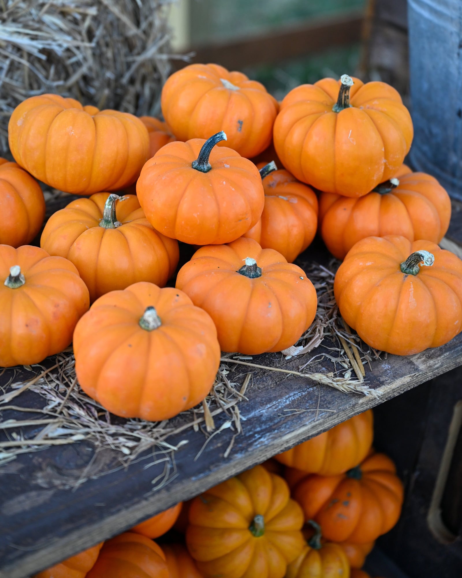 Mini Orange Pumpkin - Image 2