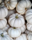 Mini White Pumpkin thumbnail 1