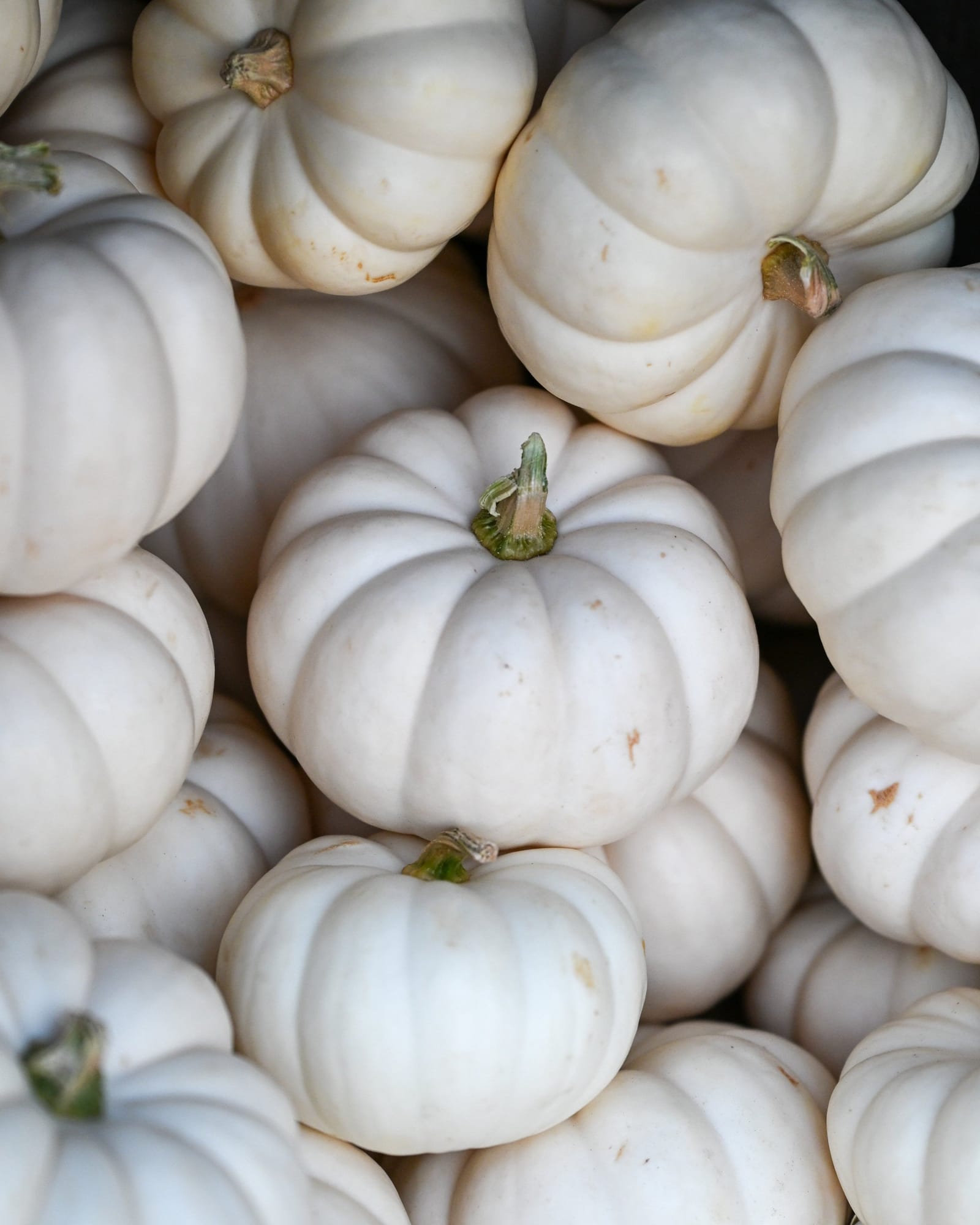 Mini White Pumpkin