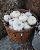 Mini White Pumpkin thumbnail 2