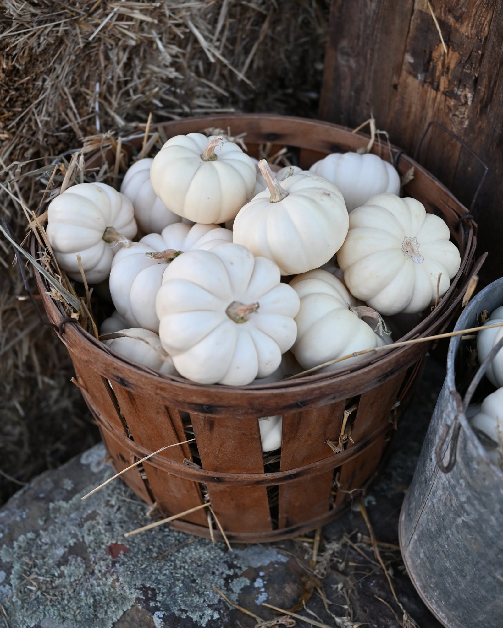 Mini White Pumpkin - Image 2