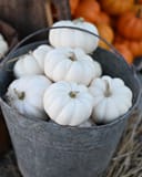 Mini White Pumpkin thumbnail 3